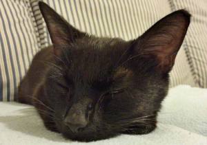 1187217_522820681121701_1779323457_n