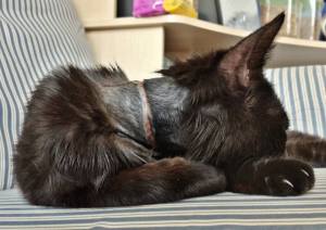 1236717_523893457681090_841306700_n